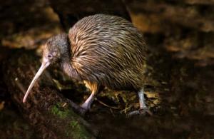 Kiwi là loài chim không thể bay