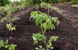 Terms of planting seedlings of tomatoes in open ground