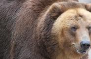 What happens to a bear's body during hibernation?