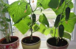 Comment faire un jardin de rebord de fenêtre: plantes pour débutants et idées de conception Que peut-on cultiver sur un rebord de fenêtre en hiver