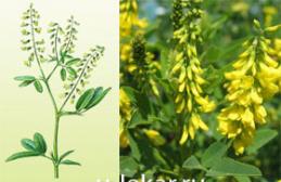 Sweet clover - useful properties and contraindications Harvesting and storage
