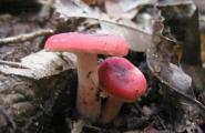 Champignons Russula : comment bien récolter les champignons Russula que vous pouvez manger