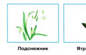 Что любимые цветы расскажут о твоем характере Вам близок по духу четырехлистный клевер